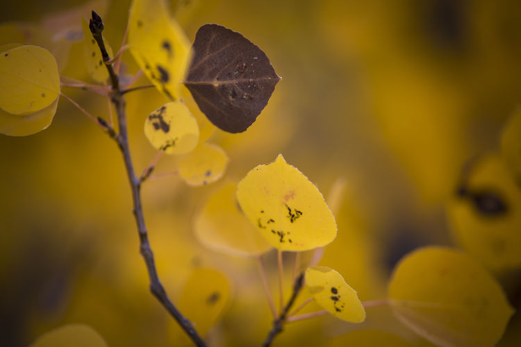 Close-up of yellow leaves during autumn