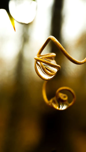 Close-up of curly vine embracing a drop of water 