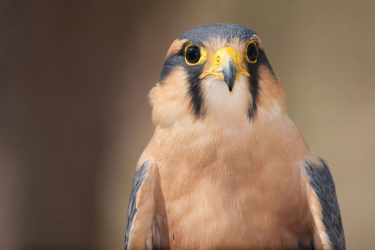 A portrait of an aplomado falcon