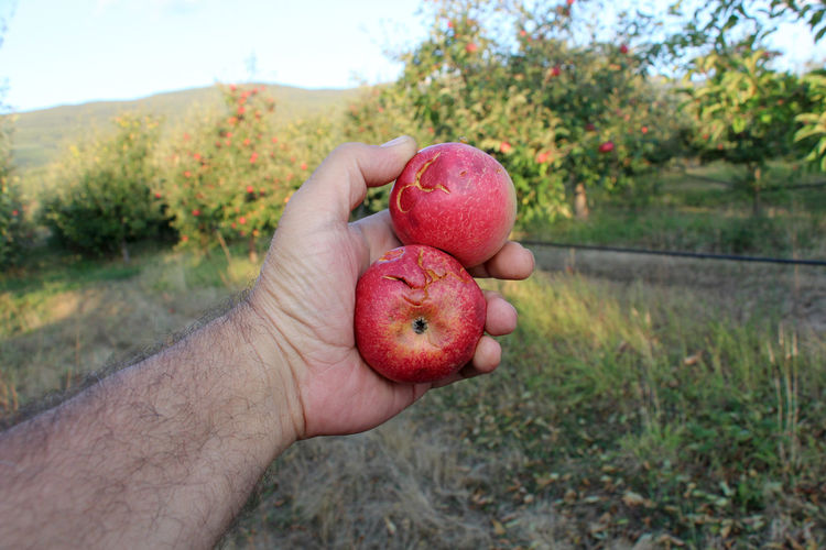 Close-up of hand holding damaged red apples on field