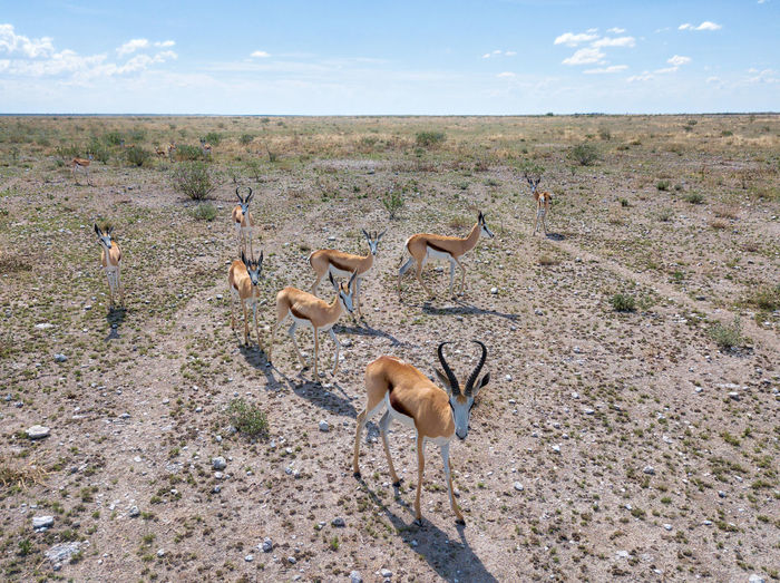 High angle view of antelopes on field against sky