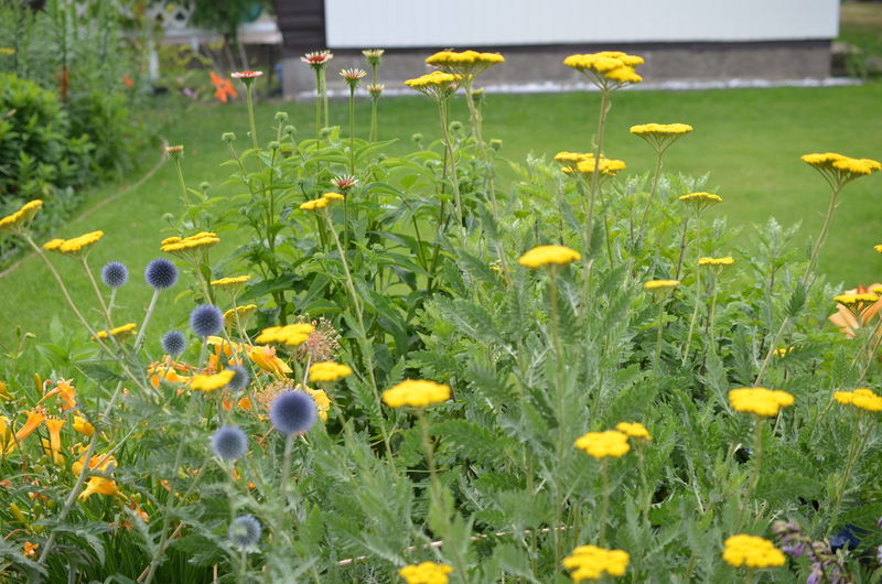 Close-up of yellow flowering plants on field