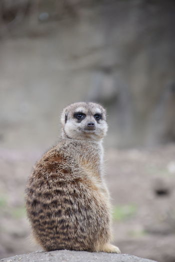Close up of a meerkat looking curiously into the camera