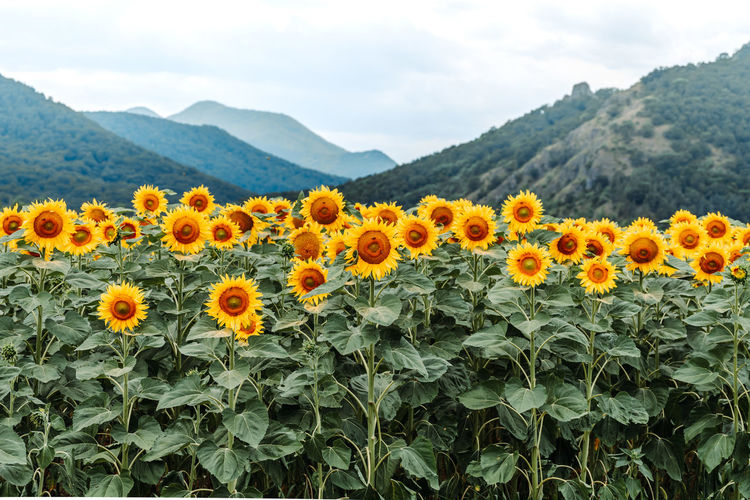 View of yellow flowering plants against mountain