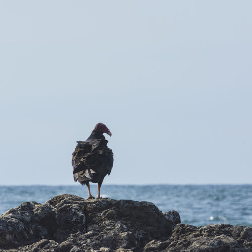 Vulture on rock by sea against clear sky