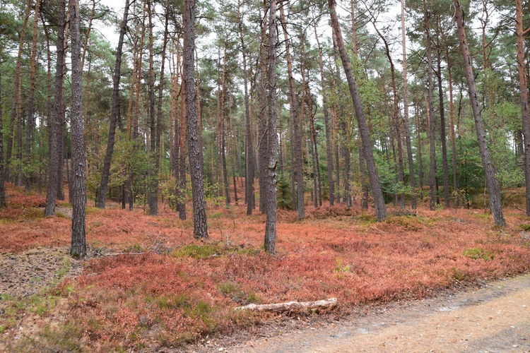 Trees on field in forest