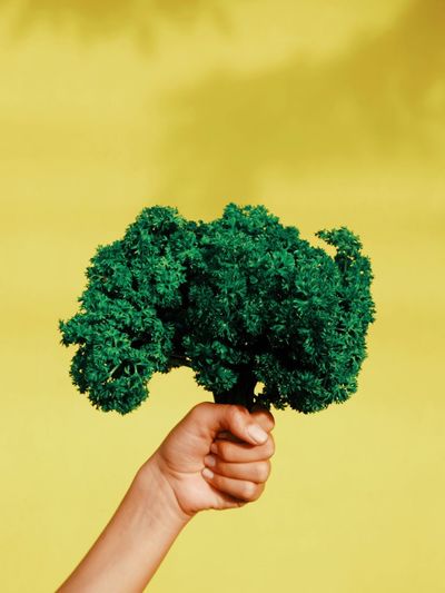 Close-up of hand holding parsley against yellow wall
