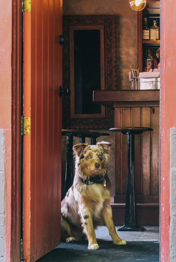 Dog looking away while sitting on door