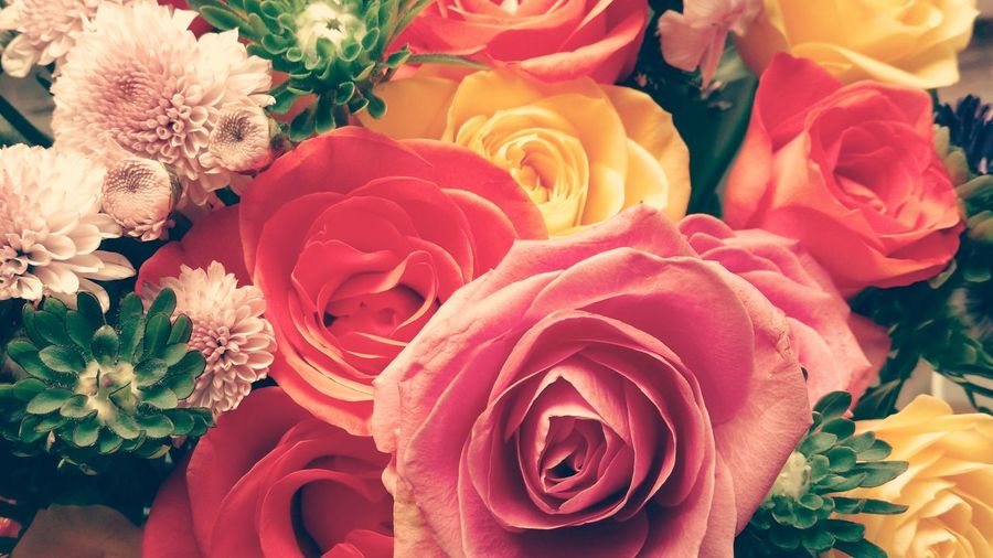 Close-up of pink rose