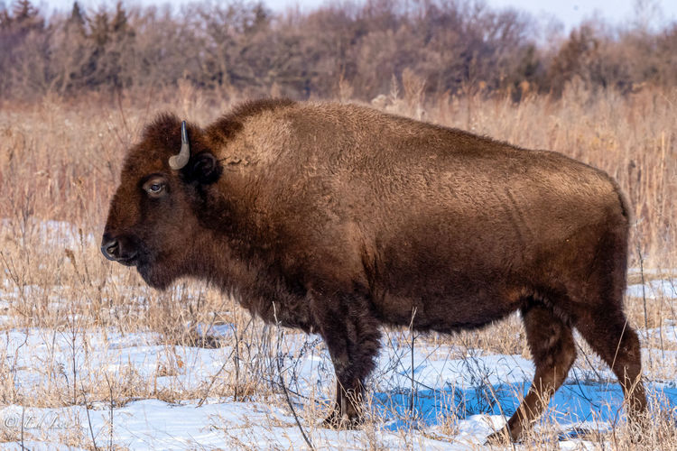 Young bison 