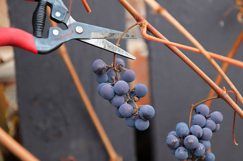 Close-up of grapes growing in container