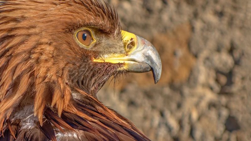 Page 5 of Eagle - Bird pictures | Curated Photography on EyeEm