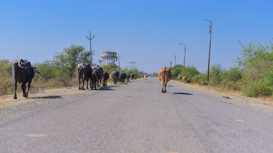 Cows on road against clear sky