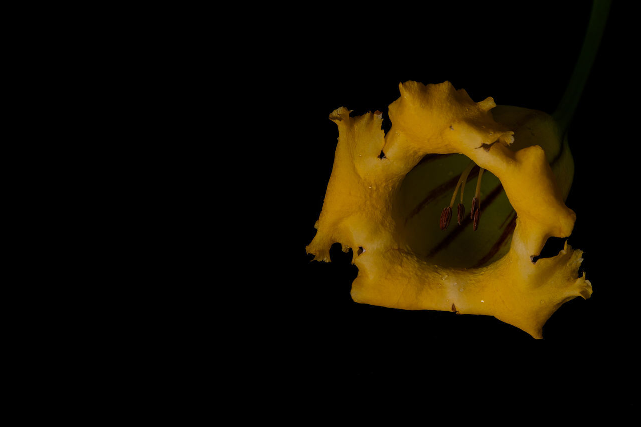 yellow, black background, flower, studio shot, plant, leaf, macro photography, indoors, no people, close-up, copy space, single object, cut out, nature, animal, animal themes, darkness, animal wildlife