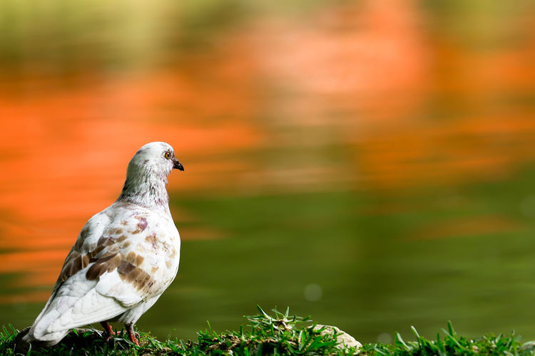 Close-up of pigeon perching on grass