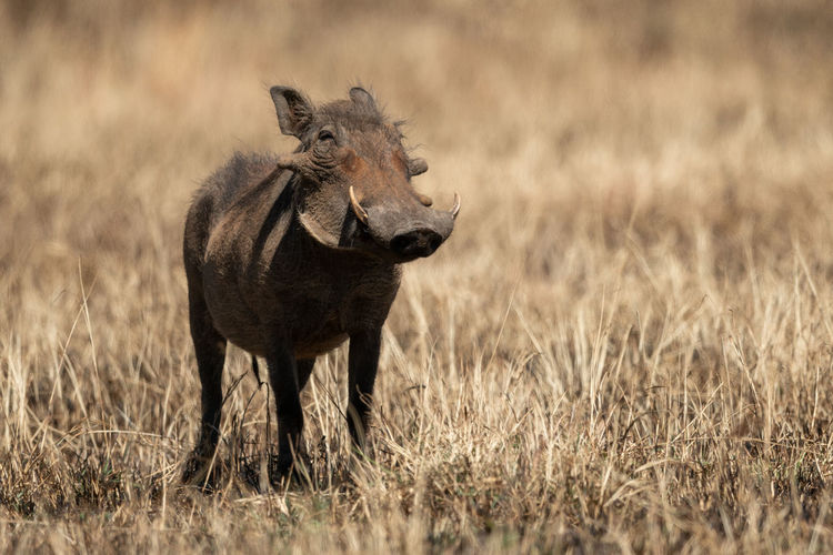 Warthog standing on land