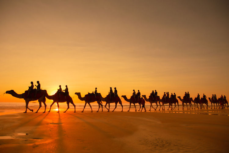 Group of silhouette people riding camels along the beach in broome, australia