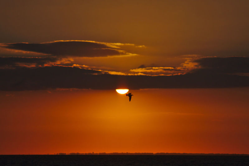 Romantic orange sky at sunset at the german north sea with a cloudy sky and a bird flying
