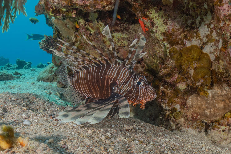 Lion fish in