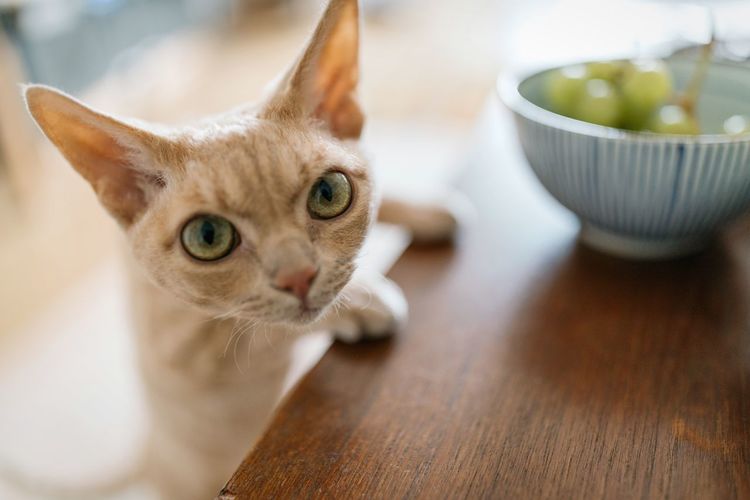 Close-up of cat on table
