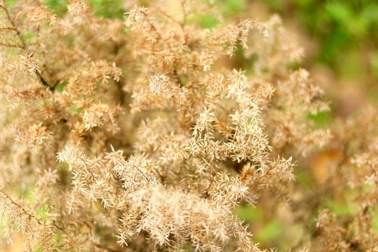 Close-up of dry plant on field