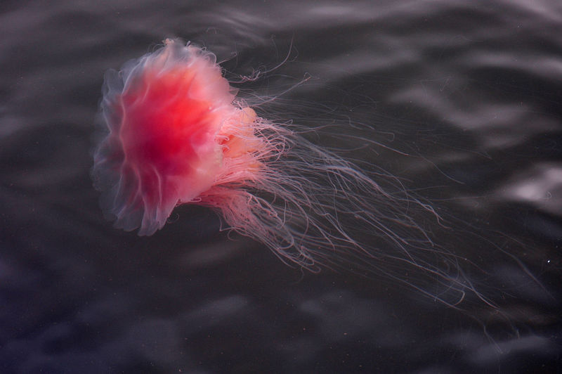 Close-up of red jellyfish