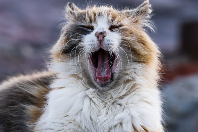 Close-up of cat