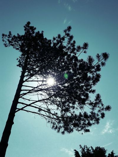 Low angle view of silhouette tree against blue sky