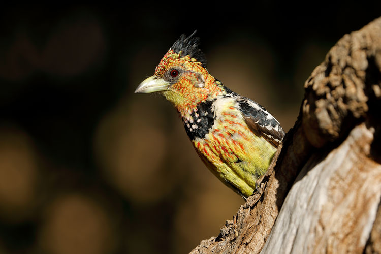 A crested barbet - trachyphonus vaillantii - sitting in a tree, south africa