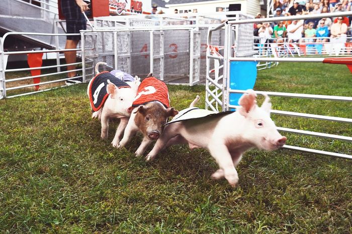 Close-up of pig race
