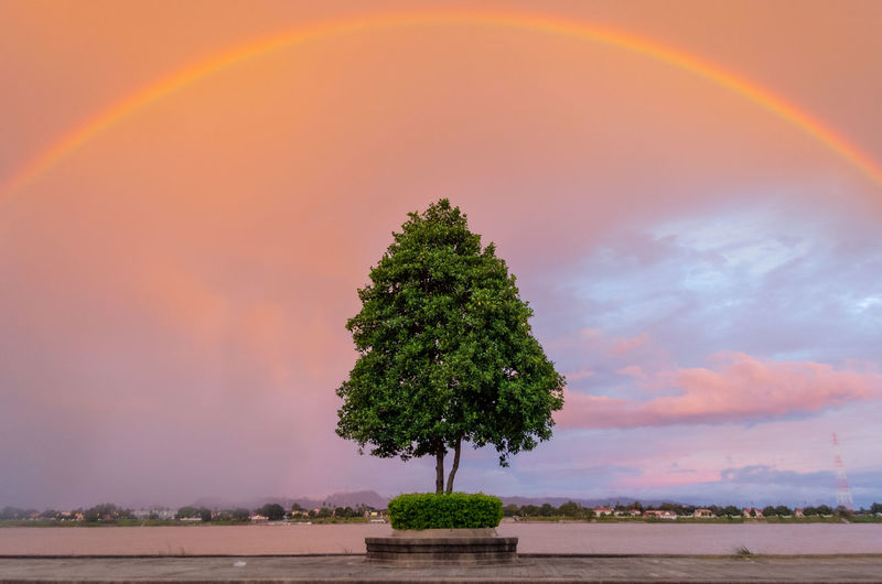 Tree against rainbow in sky at sunset