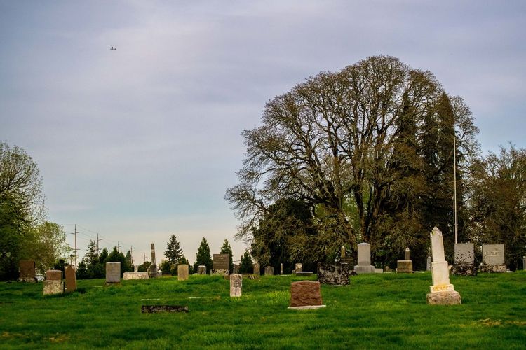 Trees growing in cemetery against sky