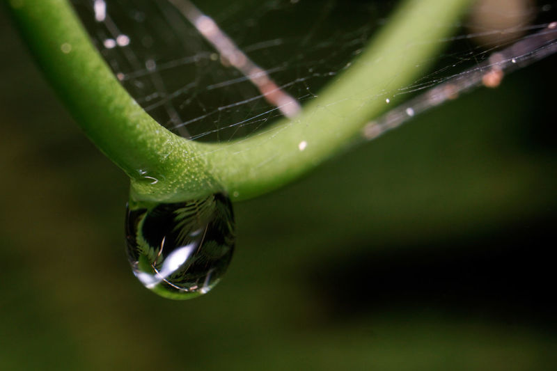 Close-up of water drops on spider web