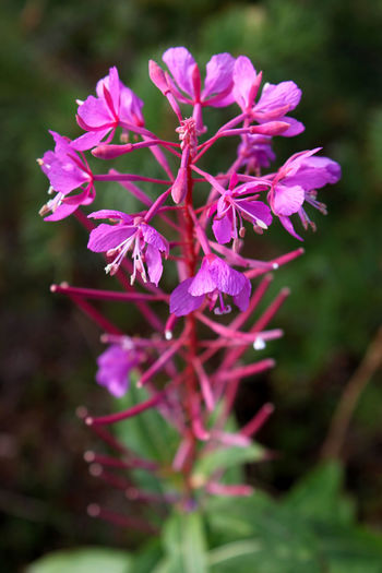 Close-up of purple flowers