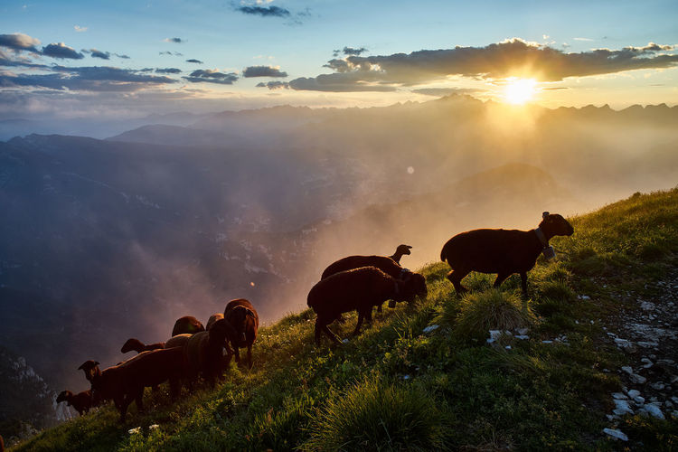 View of sheep on field against sky during sunset