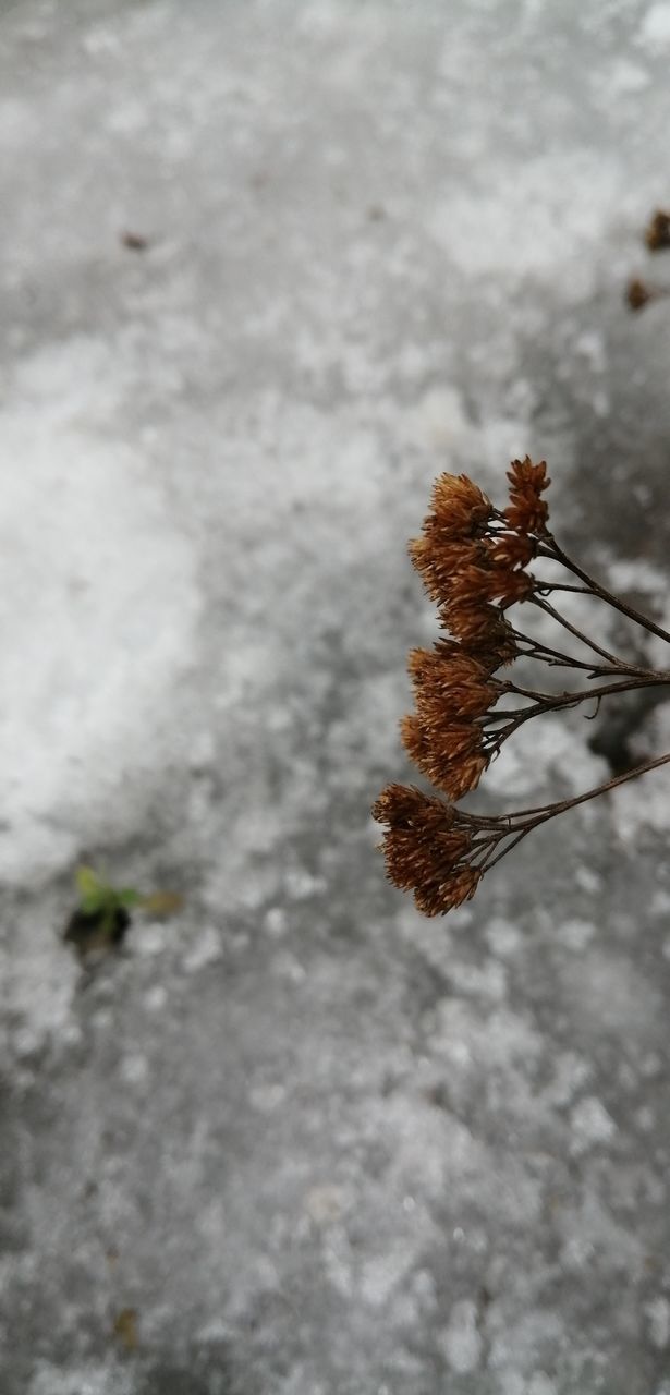 CLOSE-UP OF FROST ON PLANT