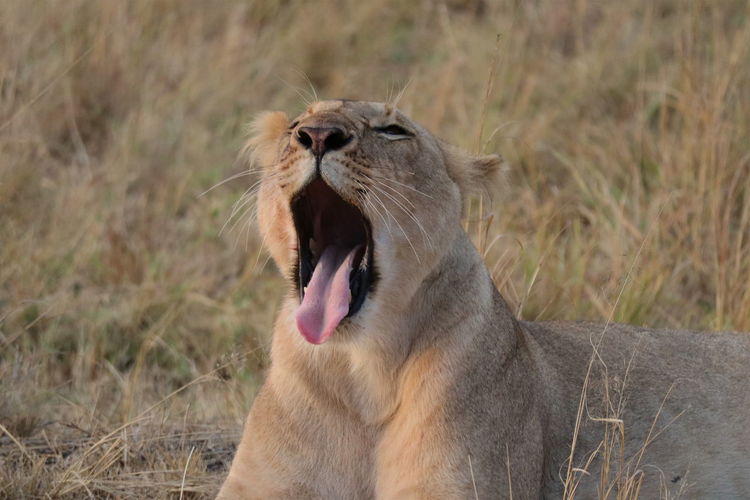 Close-up of lion yawning on field