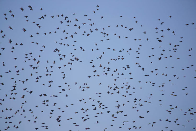 Low angle view of birds flying in clear sky
