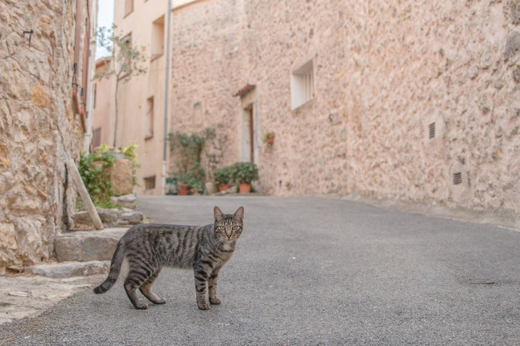 Side view portrait of cat on footpath