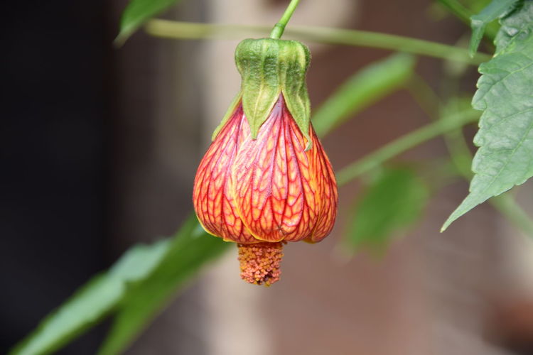 Close-up of strawberry hanging on plant