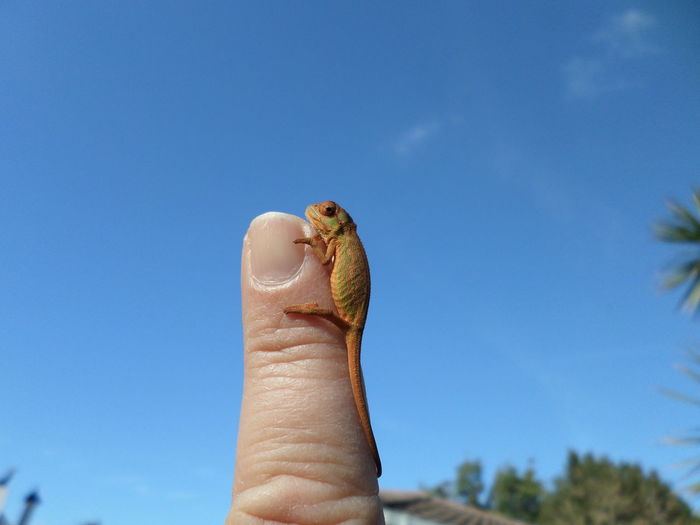 Dwarf chameleon on finger