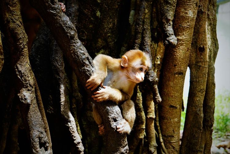 Baby monkey on tree trunk