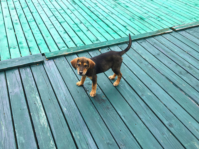 High angle view of dog on boardwalk