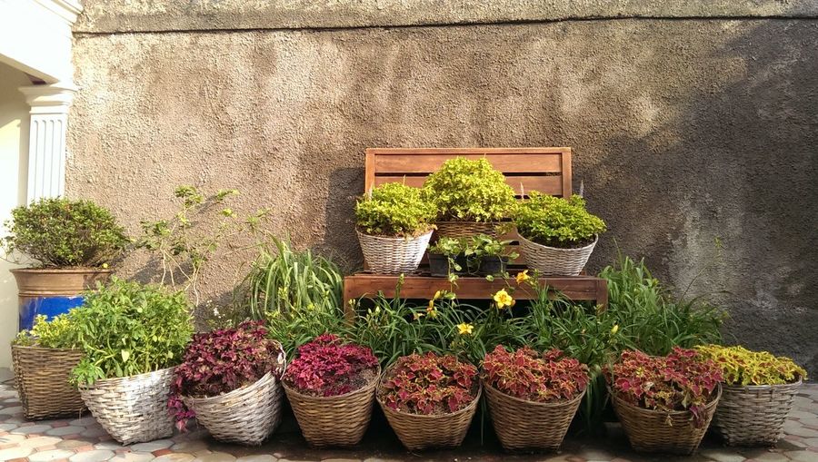 Plants in wicker baskets against wall