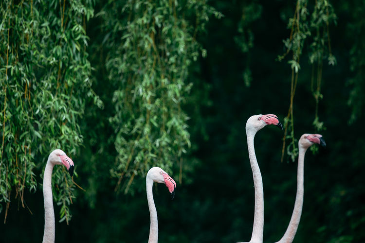 Four pink flamingo heads on a green background profile photo
