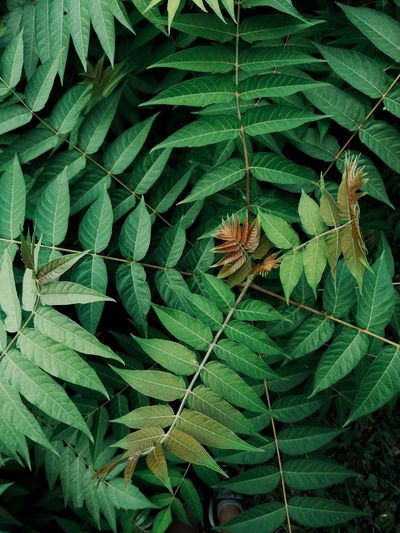 High angle view of green leaves on field