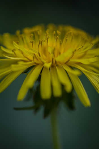 Close-up of yellow flower blooming against black background