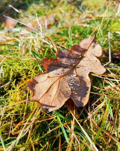 Close-up of dry maple leaf on grass