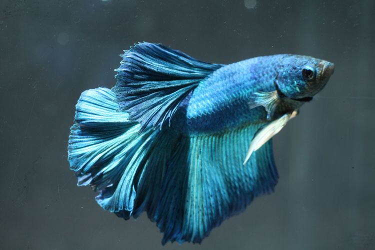 Close-up of blue siamese fighting fish swimming in aquarium