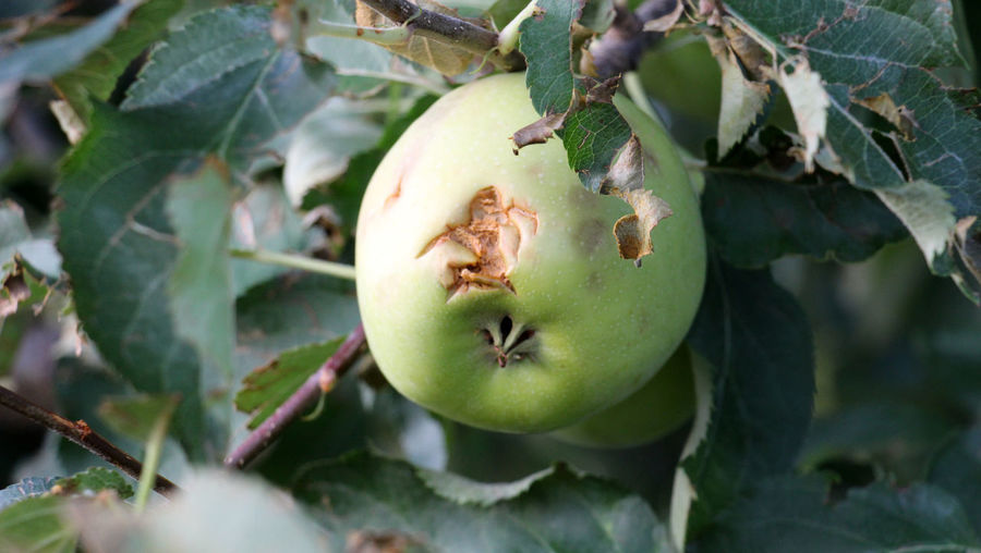 Close-up of fruit growing on tree